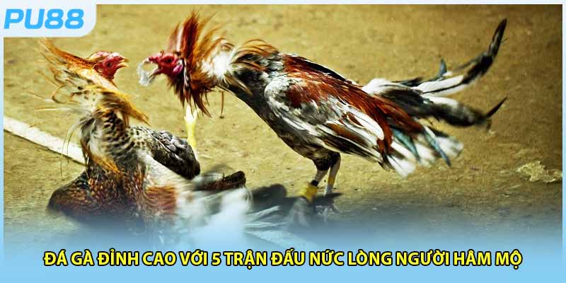 Đá Gà Đỉnh Cao Với 5 Trận Đấu Nức Lòng Người Hâm Mộ