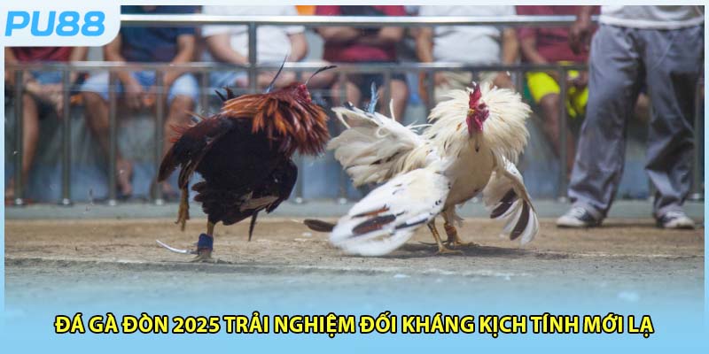 Đá Gà Đòn 2025 Trải Nghiệm Đối Kháng Kịch Tính Mới Lạ