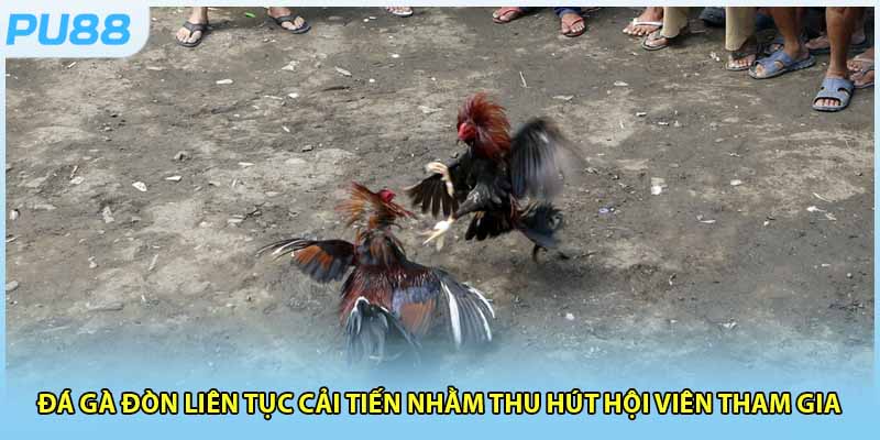 Đá gà đòn liên tục cải tiến nhằm thu hút hội viên tham gia 