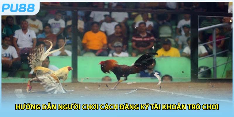 Hướng dẫn hội viên cách tham gia đá gà trực tuyến hiện nay