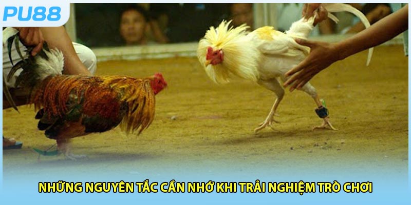 Những lưu ý quan trọng khi hội viên tham gia đá gà