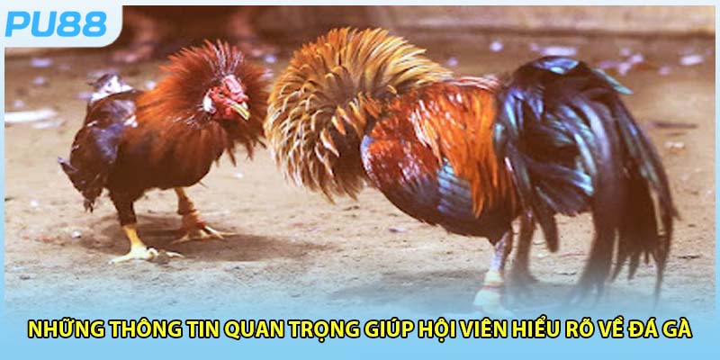 Giới thiệu về đá gà trực tuyến có thể nhiều người chưa biết